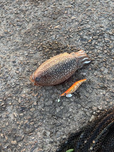 シリヤケイカの釣果