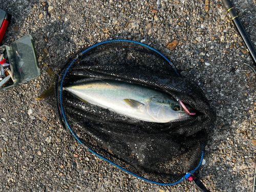 メジロの釣果