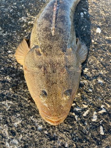 マゴチの釣果