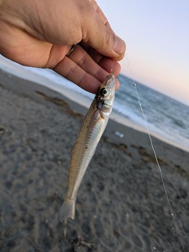 シロギスの釣果