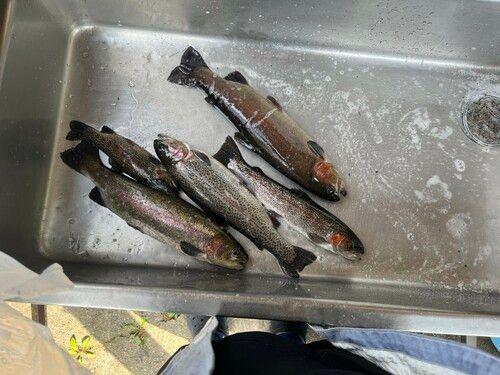 ホウライマスの釣果