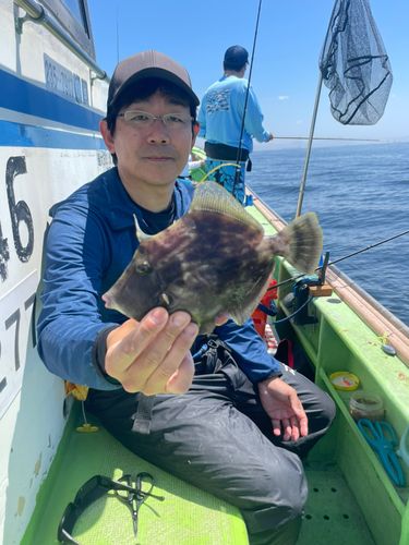 カワハギの釣果