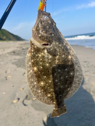 ソゲの釣果