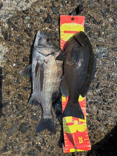 グレの釣果