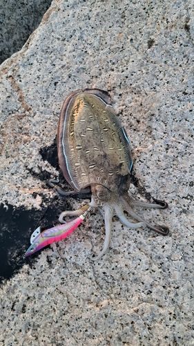コウイカの釣果