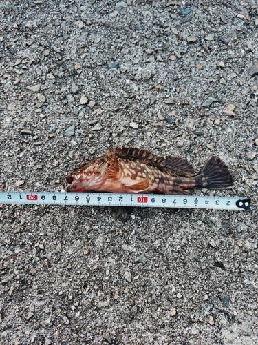 カサゴの釣果