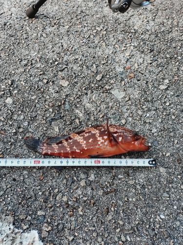 アコウの釣果