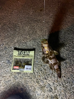 タケノコメバルの釣果