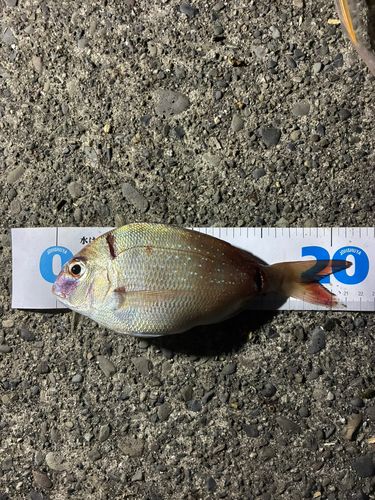マダイの釣果