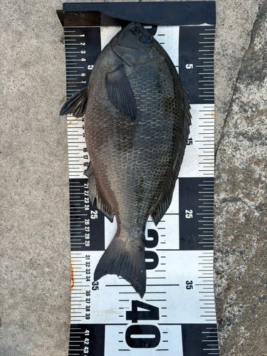グレの釣果