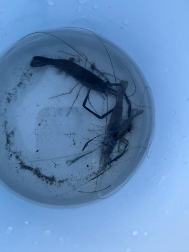 テナガエビの釣果