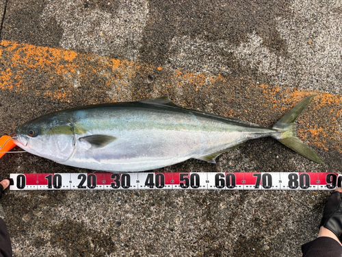 ブリの釣果