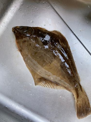 カレイの釣果