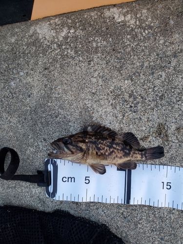 クロソイの釣果