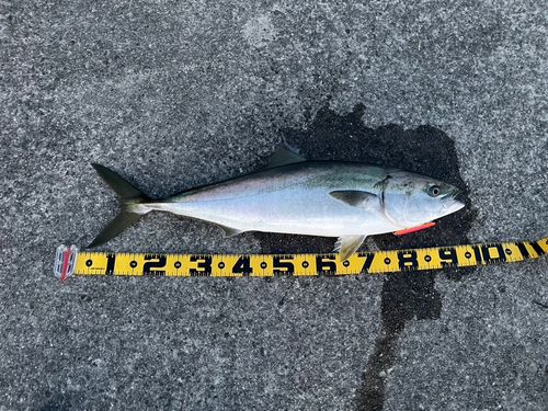 ブリの釣果