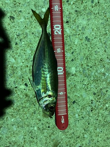 マアジの釣果