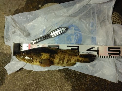チャイロマルハタの釣果