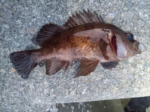 メバルの釣果
