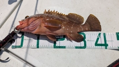 アコウの釣果