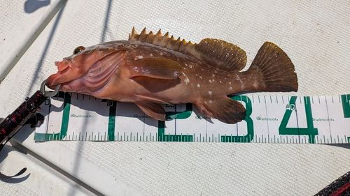 アコウの釣果