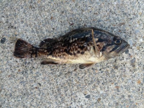 クロソイの釣果