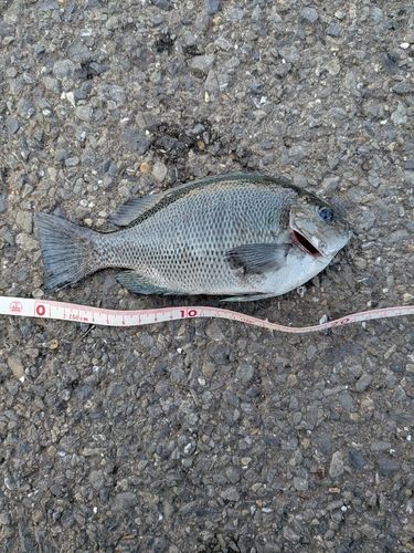 グレの釣果