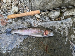 ニジマスの釣果
