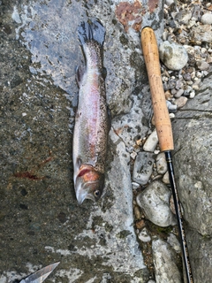 ニジマスの釣果