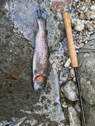 ニジマスの釣果
