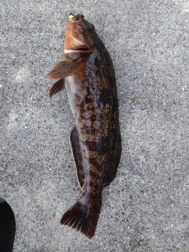 アイナメの釣果