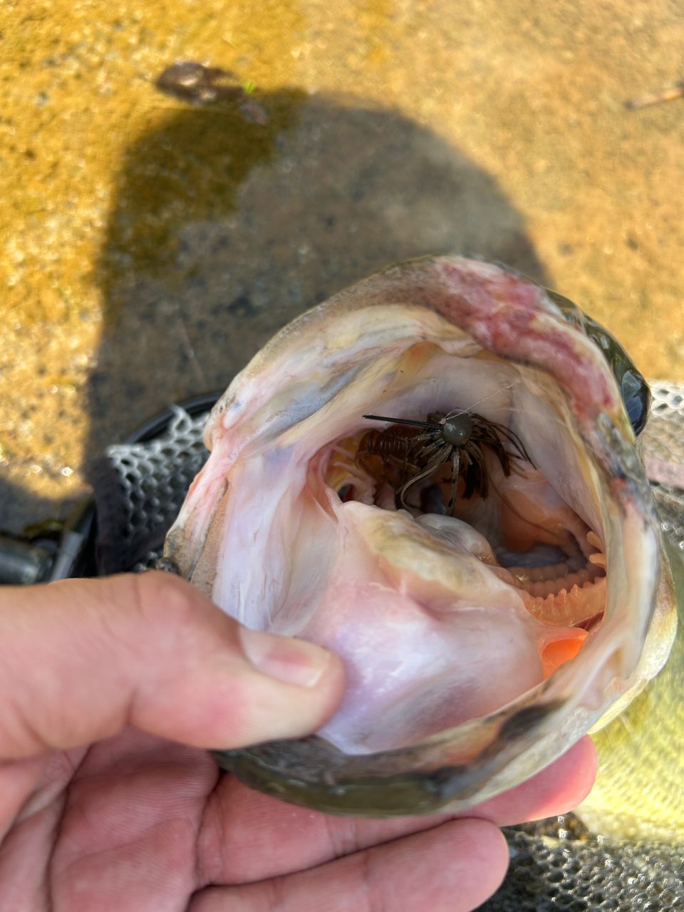 ブラックバスの釣果写真