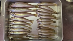 キスの釣果