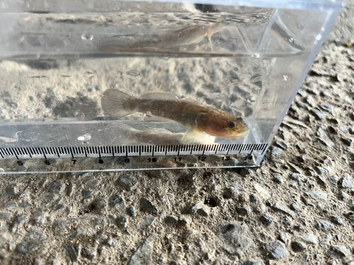 ヌマチチブの釣果