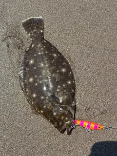ソゲの釣果
