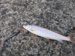ウミアメの釣果