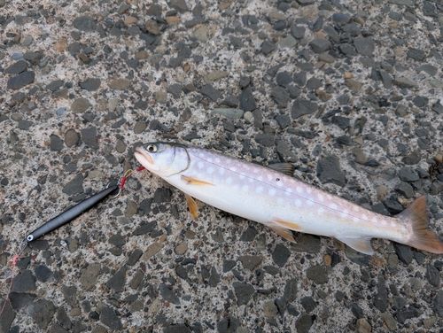 ウミアメの釣果