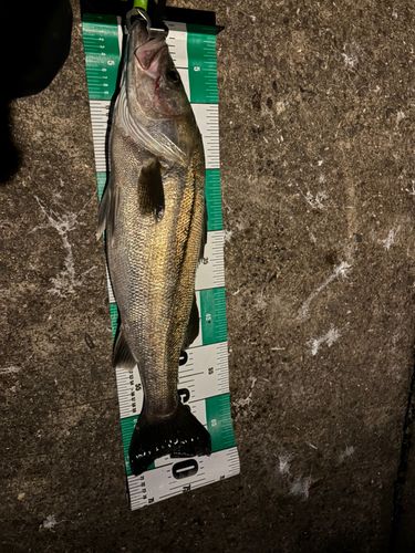 シーバスの釣果