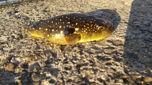 フグの釣果