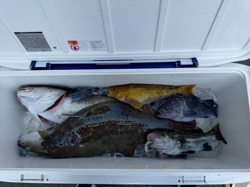 サクラマスの釣果