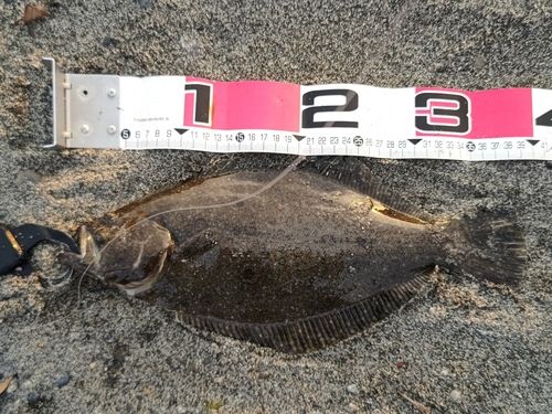 ヒラメの釣果