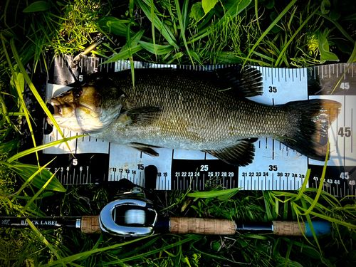 スモールマウスバスの釣果