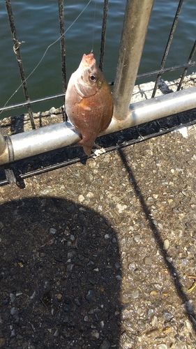 ウミタナゴの釣果