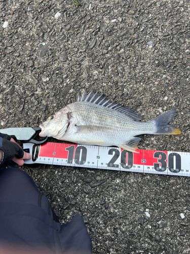 キビレの釣果