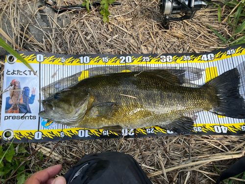 スモールマウスバスの釣果