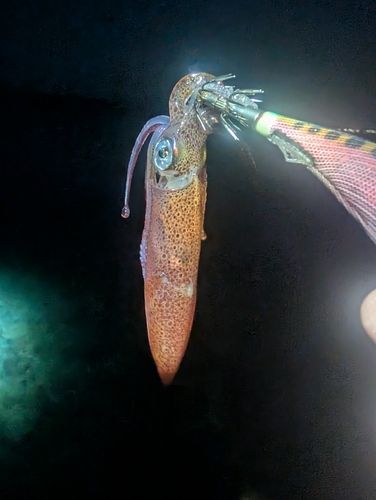 ケンサキイカの釣果