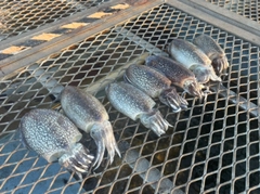 シリヤケイカの釣果