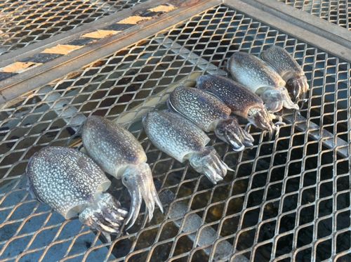 シリヤケイカの釣果
