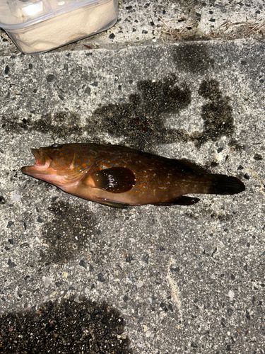 キジハタの釣果