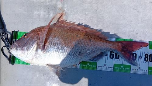 マダイの釣果