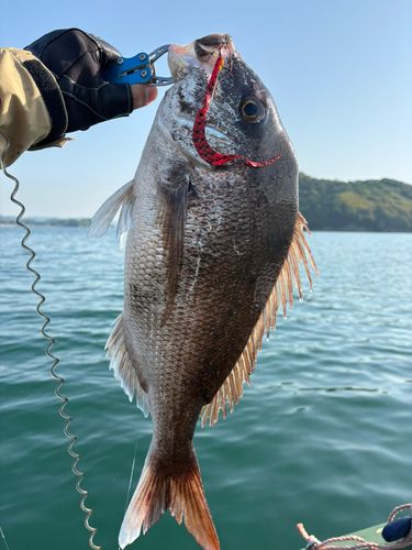 マダイの釣果